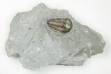 Flexicalymene Trilobite - Mt Orab, Ohio #199527-1